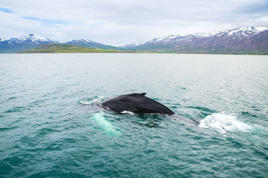 Whale Watching around Akureyri
