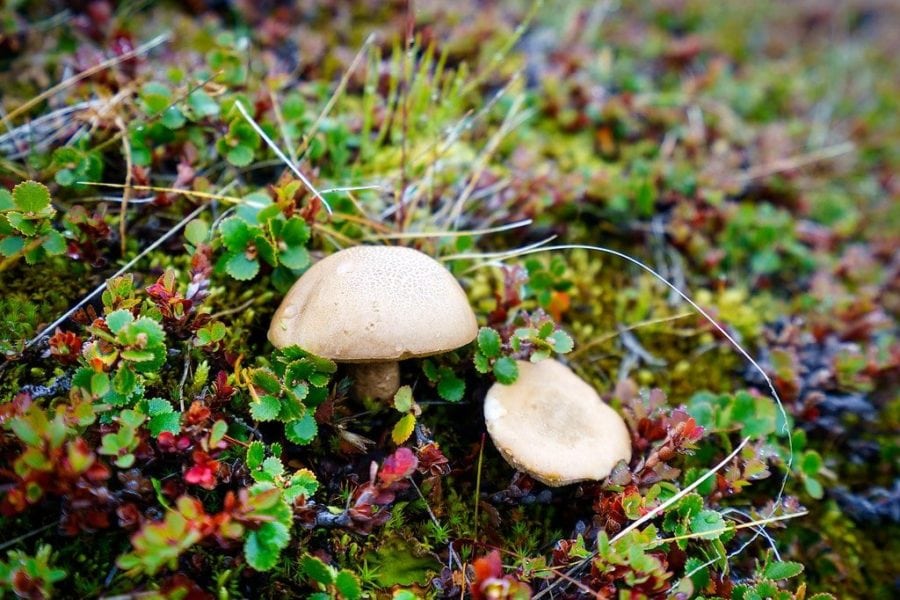 Mushrooms in Greenland