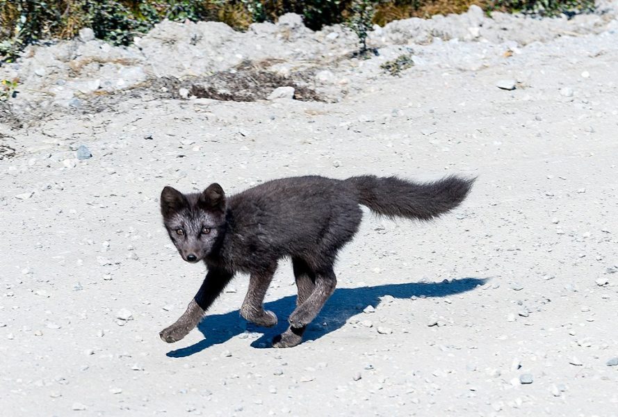 Arctic Fox In Greenland