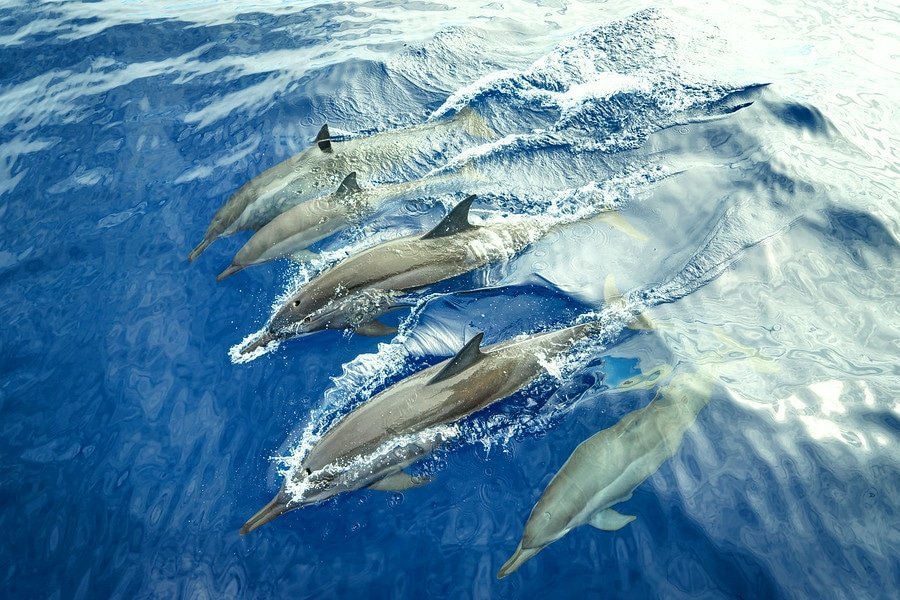 reunion spinner dolphins